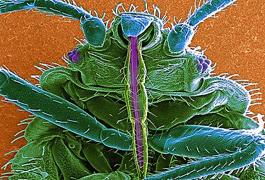 《暗黑4》PC配置需求公布 最高推荐RTX 3080＆40系显卡